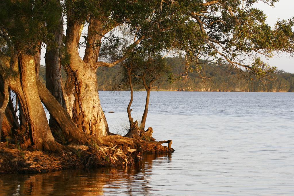 Nrma Myall Shores Holiday Park بولاهديلاه المظهر الخارجي الصورة
