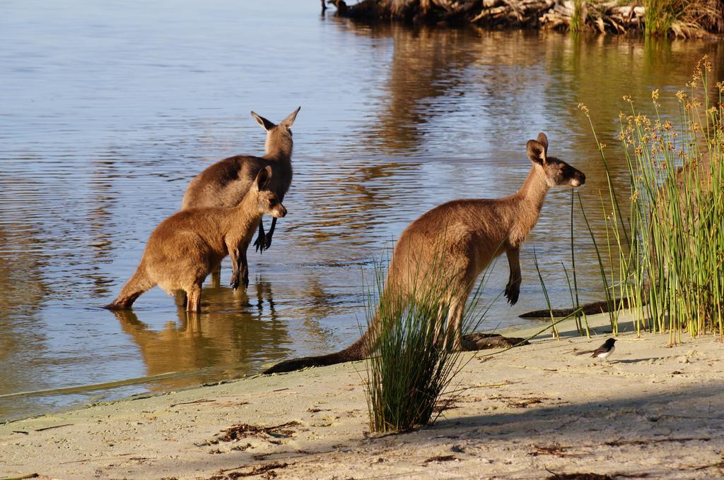 Nrma Myall Shores Holiday Park بولاهديلاه المظهر الخارجي الصورة