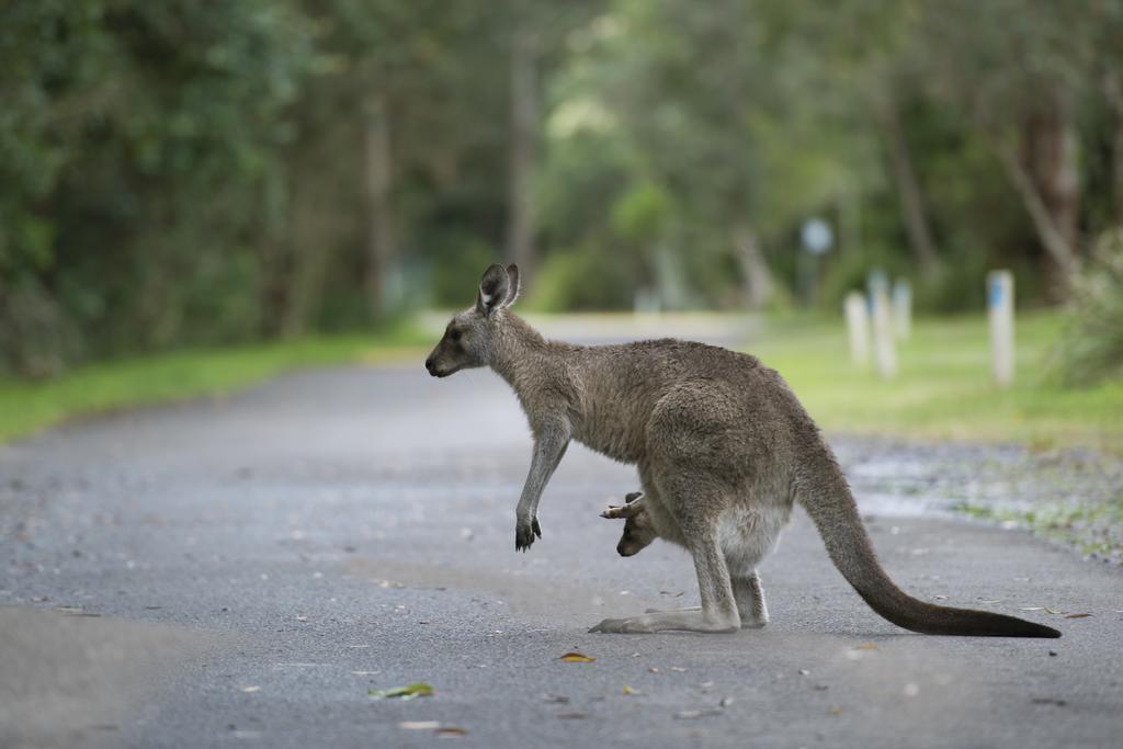 Nrma Myall Shores Holiday Park بولاهديلاه المظهر الخارجي الصورة
